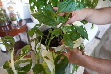 Gardener holding potted monstera adansonii variegata showing signs of root rot © tonifrito