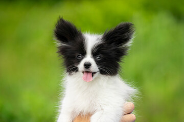 A black and white papillon puppy is being gently held by human hands. The soft green background...