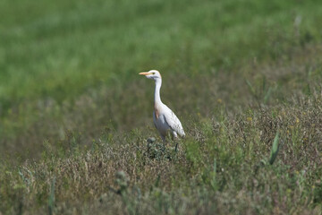 Western cattle egret