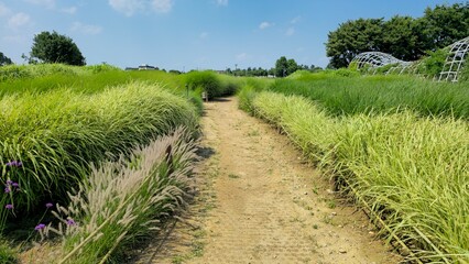 Obraz premium The path of the park under clear skies