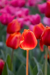 Naklejka premium A close-up photo of Tulip flowers.