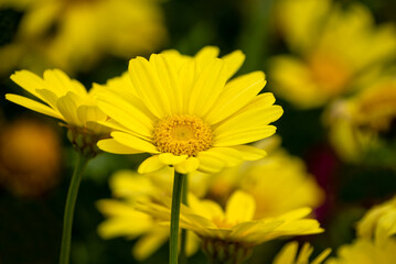 A photo of Euryops Pectinatus flowers.