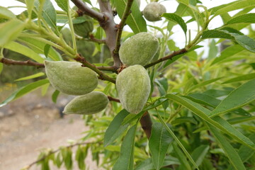 Young green almonds growing on tree branch