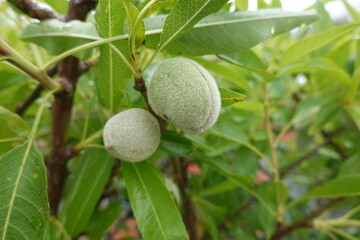 Young green almonds growing on tree branch