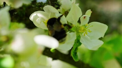 Close-up of a bumblebee pollinating an apple blossom in spring