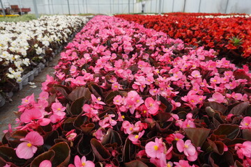 Begonias blooming in greenhouse showing three different colors