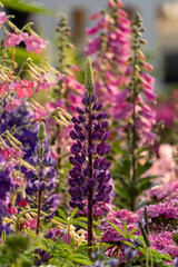 A photo of a Large-Leaved Lupine flower.