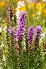 A photo of Rocky Mountain Blazing Star flowers.