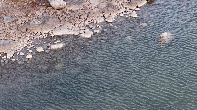 Aerial view of mergansers swimming along a rocky freshwater coastline with rippling water and scattered shoreline stones