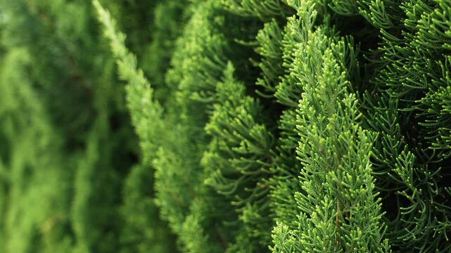 Close up of green coniferous tree branches with soft sunlight.