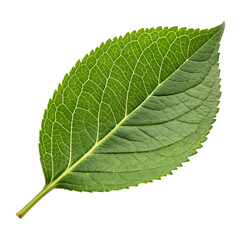 One fresh green leaf from a tree or plant, a simple icon of nature isolated on a transparent background png