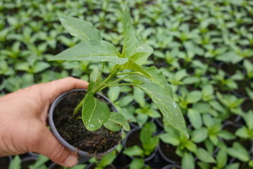 Gardener holding a potted pepper seedling in greenhouse