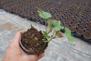 Gardener holding sweet potato plant in greenhouse