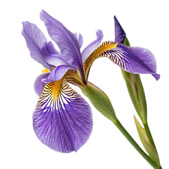 A single, beautiful purple iris flower in full bloom, a vibrant spring blossom isolated on a transparent background png