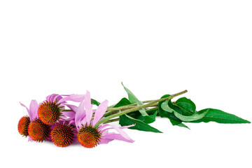 Echinacea flowers isolated on a white background