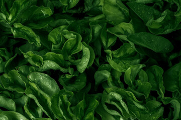 The green leaves patterns with intricate details that create a sense of mystery. Their unusual...