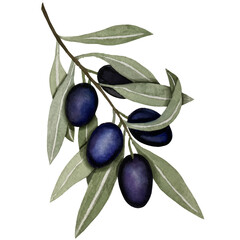 Black olives, watercolor illustration, branch of olives isolated on white background. Watercolor - vector 22.