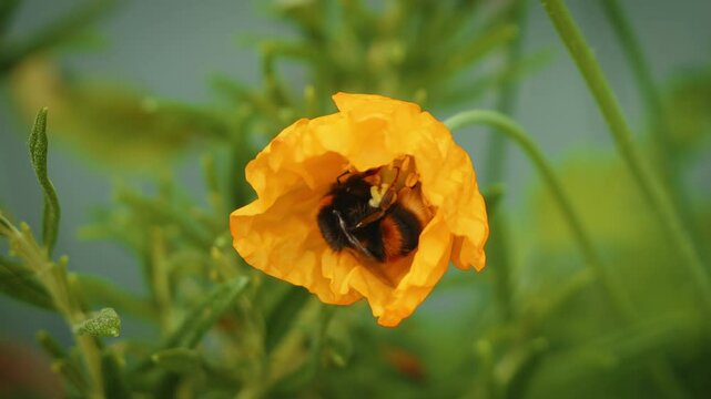 Bumblebee collecting pollen from a yellow Welsh poopy stock footage