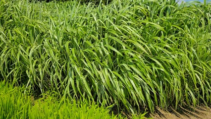 Green Grass Natural Background