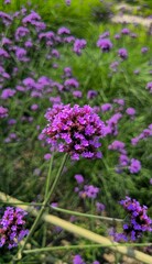 Close-up beautiful blooming flowers