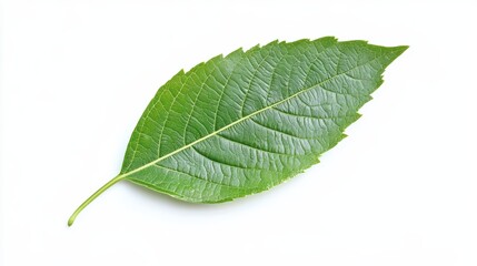 Obraz premium Fresh Green Leaf Isolated on White Background for Nature Themes