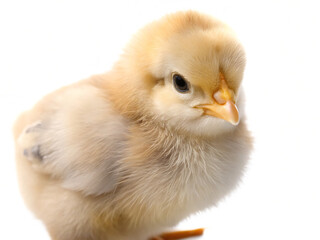 Fototapeta premium Cute fluffy baby chick isolated on a white background png ai generated