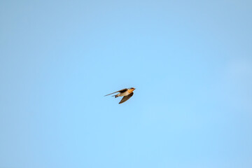 Barn swallow (Hirundo rustica) or Pacific Swallow (Hirundo javanica) in flight against a blue sky with clouds. The bird's is captured mid-flight, wings are outstretched as it navigates the open air.