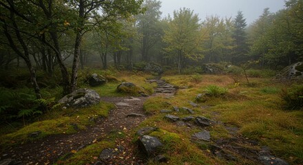 Misty forest path through clearing