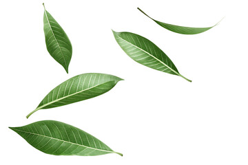 Five green leaves falling isolated on a white background png ai generated