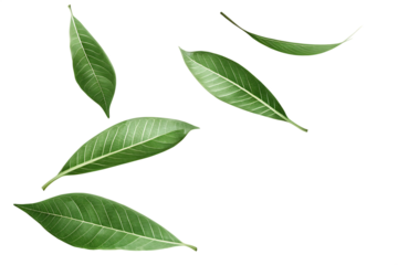 Five green leaves falling isolated on a white background png ai generated