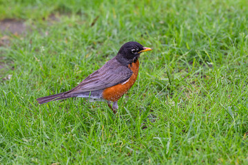 The American robin, Turdus migratorius, is a migratory bird of true thrush genus