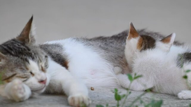A peaceful scene of a mother cat lying down and nursing her tiny kittens outdoors. A heartwarming display of maternal instinct and feline family bonding.