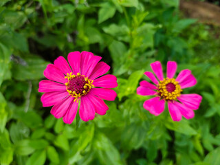 Zinnia elegans or better known by the scientific name Zinnia elegans is one of the most famous annual flowering plants of the genus Zinia