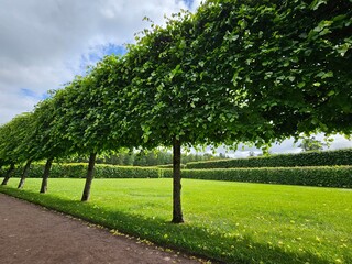Row of trees with green hedge in between. The hedge is located between the trees, creating a natural barrier. The trees are spaced evenly apart in Catherine Palace in Tsarskoe Selo, Saint-Petersburg.