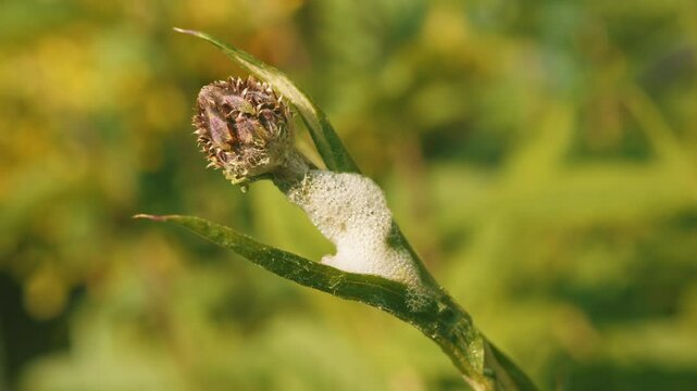 Cuckoo spit on a plant stem 4K Stock footage