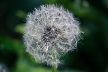 Naklejka premium dandelion on green background