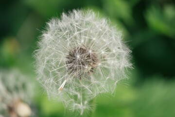 dandelion on green background