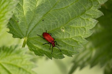 red bug on green leaf