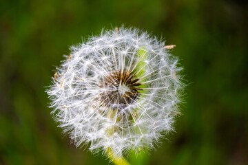 dandelion on green background