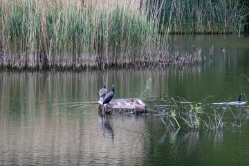 ducks on the lake