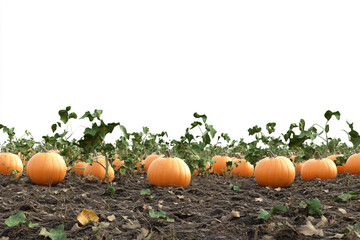  Pumpkin Patch Ready for Harvest