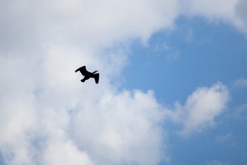 birds in the sky