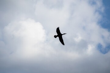 birds in the sky