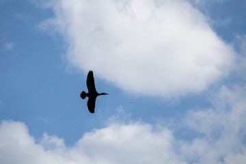 birds in the sky