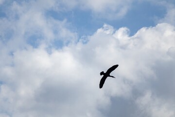 birds in the sky
