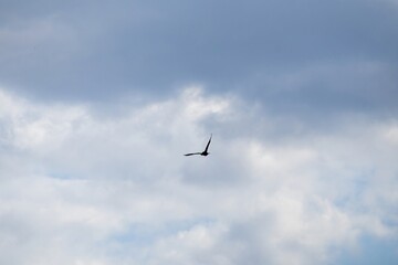 birds in the sky