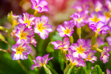 Primrose flowers grow on a flower bed
