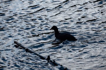 bird on the water