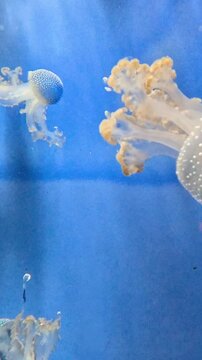 Underwater world of sea and ocean. Jellyfish on blue background. Aquarium in Genoa, Italy.