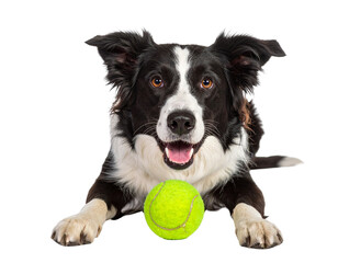 Fototapeta premium Border Collie Lying Down with Tennis Ball Between Paws, isolated on a transparent background